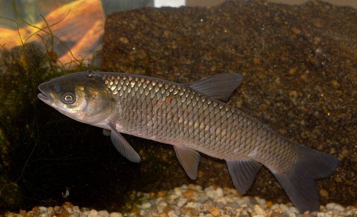 Amur biały