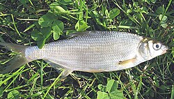 Certa