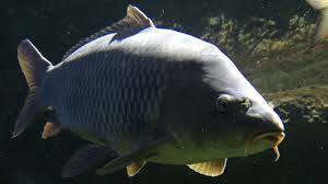 Karp