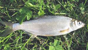 Świnka